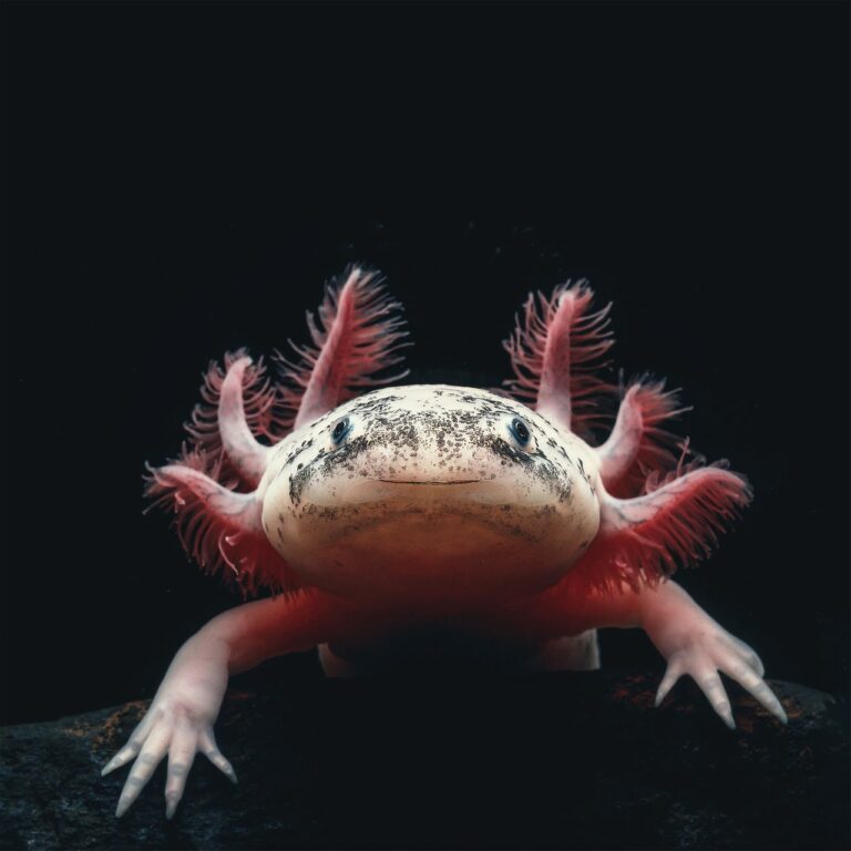 nachwachsen | Wie Eidechsen den Schwanz und Axolotl ihr Herz erneuern